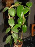 ././Photos/Plantes/Hoya_A-B-C/Mini/02calyci-IMG_9015.jpg