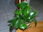 ././Photos/Plantes/Hoya_A-B-C/Mini/06benito-IMG_4940.jpg