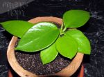 ././Photos/Plantes/Hoya_A-B-C/Mini/06benito-IMG_7304.jpg