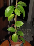 ././Photos/Plantes/Hoya_A-B-C/Mini/06bickne-IMG_2929a.jpg