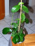 ././Photos/Plantes/Hoya_A-B-C/Mini/06bicknel-IMG_8082.jpg