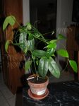 ././Photos/Plantes/Hoya_A-B-C/Mini/08-alagens-IMG_0476.jpg