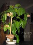 ././Photos/Plantes/Hoya_A-B-C/Mini/08Botanov-IMG_0342.jpg