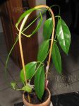 ././Photos/Plantes/Hoya_A-B-C/Mini/08buoNS-IMG_1693.JPG