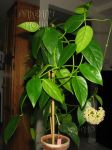 ././Photos/Plantes/Hoya_A-B-C/Mini/08corTN-IMG_5460.JPG