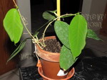 ././Photos/Plantes/Hoya_A-B-C/Mini/09cagay-IMG_6095a.jpg