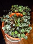 ././Photos/Plantes/Hoya_A-B-C/Mini/11curtis-DSC_2978.jpg