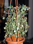 ././Photos/Plantes/Hoya_A-B-C/Mini/11curtis-IMG_7040.jpg