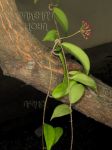 ././Photos/Plantes/Hoya_A-B-C/Mini/18bicol-IMG_1469.jpg