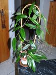 ././Photos/Plantes/Hoya_A-B-C/Mini/20MPR01-IMG_2830.jpg