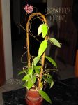 ././Photos/Plantes/Hoya_A-B-C/Mini/20acutaTL-IMG_7009a.jpg