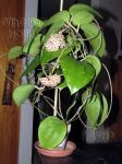 ././Photos/Plantes/Hoya_A-B-C/Mini/20balaeHB-IMG_2098.jpg