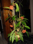 ././Photos/Plantes/Hoya_A-B-C/Mini/20bengPlw-IMG_2474a.jpg