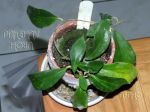 ././Photos/Plantes/Hoya_A-B-C/Mini/20bicol-IMG_2242.jpg