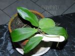 ././Photos/Plantes/Hoya_A-B-C/Mini/20bicol-IMG_4278.jpg