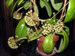 ././Photos/Plantes/Hoya_A-B-C/Mini/20bicolorG-IMG_2869.jpg