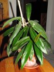 ././Photos/Plantes/Hoya_A-B-C/Mini/20bordFT-IMG_7500a.jpg