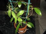 ././Photos/Plantes/Hoya_A-B-C/Mini/20butler-IMG_2102.JPG