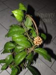 ././Photos/Plantes/Hoya_A-B-C/Mini/20callistIPPS-IMG_0886.jpg