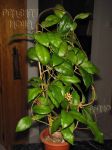 ././Photos/Plantes/Hoya_A-B-C/Mini/20callistIPPS-IMG_1610.jpg