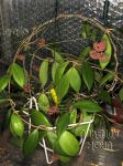 ././Photos/Plantes/Hoya_A-B-C/Mini/20camph-IMG_0402.jpg