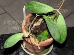 ././Photos/Plantes/Hoya_A-B-C/Mini/20camphY-IMG_0338.jpg