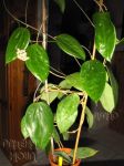 ././Photos/Plantes/Hoya_A-B-C/Mini/20citrina-IMG_7252.jpg