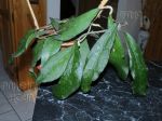 ././Photos/Plantes/Hoya_A-B-C/Mini/20clemensTN-IMG_4503.jpg