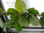 ././Photos/Plantes/Hoya_A-B-C/Mini/IMG_7552-carnJP.jpg