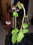 ././Photos/Plantes/Hoya_D-E-F-G/Mini/01fungii-IMG_0172.jpg