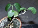 ././Photos/Plantes/Hoya_D-E-F-G/Mini/01graveoRS-IMG_4047.jpg