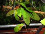 ././Photos/Plantes/Hoya_D-E-F-G/Mini/04D04-fauzSR-IMG_4131.jpg