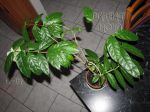 ././Photos/Plantes/Hoya_D-E-F-G/Mini/04danumK-IMG_6837a.jpg