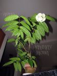 ././Photos/Plantes/Hoya_D-E-F-G/Mini/04danumK10-IMG_2059.jpg