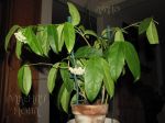 ././Photos/Plantes/Hoya_D-E-F-G/Mini/04danumTOC-IMG_8830.jpg