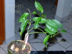 ././Photos/Plantes/Hoya_D-E-F-G/Mini/08gilding-IMG_4383.jpg