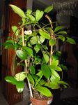 ././Photos/Plantes/Hoya_D-E-F-G/Mini/09erytGPS-IMG_4819.jpg