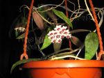 ././Photos/Plantes/Hoya_D-E-F-G/Mini/13fla-IMG_7983.JPG