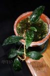 ././Photos/Plantes/Hoya_D-E-F-G/Mini/13flagPhW-DSC_3047.JPG