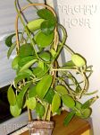 ././Photos/Plantes/Hoya_D-E-F-G/Mini/15divCr-DSC06178a.jpg