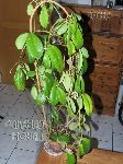 ././Photos/Plantes/Hoya_D-E-F-G/Mini/15diverCR22-IMG_2032.jpg