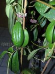 ././Photos/Plantes/Hoya_D-E-F-G/Mini/15diverCR22-IMG_2035.jpg