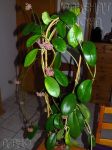 ././Photos/Plantes/Hoya_D-E-F-G/Mini/15diversCR22-IMG_0106a.jpg