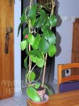 ././Photos/Plantes/Hoya_D-E-F-G/Mini/15excav-IMG_6807.jpg