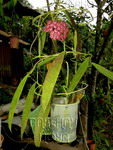 ././Photos/Plantes/Hoya_D-E-F-G/Mini/15fauzia-IMG_6954.jpg