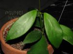 ././Photos/Plantes/Hoya_D-E-F-G/Mini/18dipF-IMG_3164.JPG