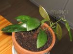 ././Photos/Plantes/Hoya_D-E-F-G/Mini/18fla-IMG_2479.JPG