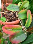 ././Photos/Plantes/Hoya_D-E-F-G/Mini/19dimorph-DSC_0007.jpg