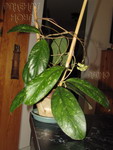 ././Photos/Plantes/Hoya_D-E-F-G/Mini/20TOC-D-IMG_2444.jpg