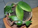 ././Photos/Plantes/Hoya_D-E-F-G/Mini/20dolicho-IMG_2417.jpg